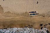 Luftaufnahme des ruhigen Strandes Playa Troncones mit einem Pferd, das einen Schatten auf den Sand wirft, Troncones, Mexiko.