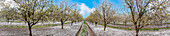 Aerial view of blossom almond plantation, Mount Tabor, Lower Galilee, Israel.