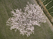 Aerial view of Apricot tree during blossom in Hunza Valley, Gilgit Baltistan, Pakistan, Himalayas, Karakoram range.