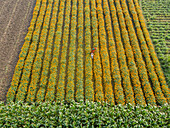 Aerial view of vibrant marigold flower garden with blooming rows, Jhikargacha Upazila, Bangladesh.