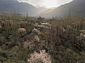 Aerial view of apricot trees in blossom, Aliabad, GIlgit Baltistan, Himalayas, Hunza valley, Karakoram range, Pakistan.
