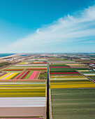 Luftaufnahme einer Drohne von bunten Tulpenfeldern und Windmühlen, Frühling in Holland, Niederlande.