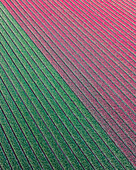 Luftaufnahme einer Drohne von bunten Tulpenfeldern, die in der Mitte geteilt sind, im Frühling in Holland, Niederlande.