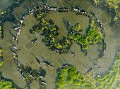 Aerial view of tranquil polo fishing activity with boats on a serene wetland river surrounded by lush greenery, Parbhanguria, Bangladesh.