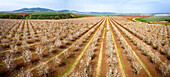 Aerial view of blossom almond plantation, Lower Galilee, Israel.