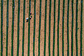 Aerial view of organic strawberry field in Ilgin, Konya, Turkey.