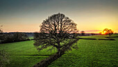 Luftaufnahme der Landschaft von Dorset mit Baum und Sonnenuntergang, Großbritannien