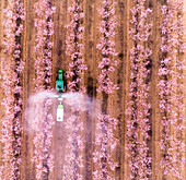 Aerial view of a tractor spraying fertiliser in Almond plantation, Beit HaKerem Valley, Israel.