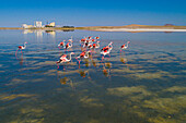 Aerial view of pink flamingos standing in Bolluk Golu salt lake, Cihanbeyli, Turkey.