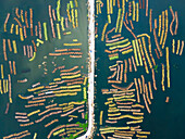 Aerial view of jute processing in a beautiful wetland landscape with water and plants, Natore, Bangladesh.