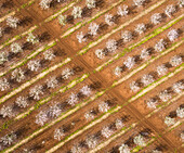 Aerial view of blossom almond plantation, Lower Galilee, Israel.