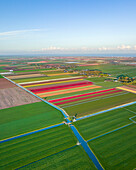 Aerial Drohne Blick auf bunte Tulpenfelder und grüne Landschaften, Sonnenaufgang Frühling in Holland, die Niederlande.