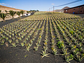 FUERTEVENTURA, CANARY ISLANDS - 18 February 2018 : Aerial view of Aloe-vera plantation in Fuerteventura, Canary Islands.