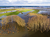 Luftaufnahme von überfluteten Auen und Bäumen bei Hochwasser der Maas, Koornwaard, Empel, Noord-Brabant, Niederlande