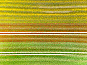 Abstract aerial view of flowering tulip fields, Flevoland, Netherlands.