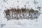 Aerial view of stacked felled trees covered with snow, Sallandse Heuvelrug, Hellendoorn, Overijssel, Netherlands.