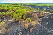 Aerial view of burned forest and heath area after the immense wildfire of April 2020, Meinweg national park, Herkenbosch, Limburg, Netherlands