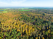Aerial view of mixed autumn forest in nature reserve De Pan with conifers and deciduous trees, Maarheeze, Noord-Brabant, Netherlands