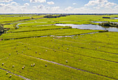 Aerial view of sheep grazing on grassland in peat meadow landscape, wetlands of Amsterdam, Waterland, Noord-Holland, The Netherlands