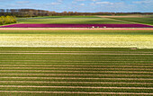 Aerial view of tulip fields with cows passing by and people watching, Flevoland, Netherlands.