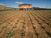 FUERTEVENTURA, CANARY ISLANDS - 18 February 2018 : Aerial view of Aloe-vera plantation in Fuerteventura, Canary Islands.