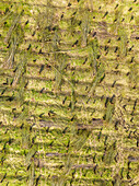 Abstract aerial view, straight down, of pollarded willow forest, Betuwe, Gelderland, Netherlands.