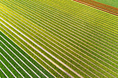Aerial view of rows of cultivated tulips in a flower field during springtime, Flevoland, Netherlands.