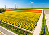 Aerial view of flowering tulip field and wind farm, Noordoostpolder, Flevoland, Netherlands.