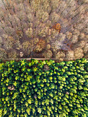 Aerial view of forest with deciduous trees and forest with conifers in autumn, Amerongse Berg, national park Utrechtse Heuvelrug, Utrecht, Netherlands.