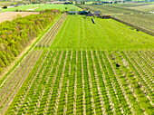 Aerial view of fruit orchard, Betuwe, Tielerwaard, Gelderland, Netherlands.