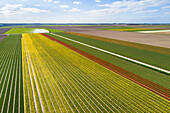 Aerial view of tulip fields being sprayed with water, Flevoland, Netherlands.
