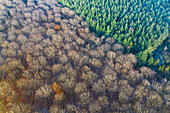 Aerial view of forest with deciduous trees and forest with conifers in autumn, Amerongse Berg, national park Utrechtse Heuvelrug, Utrecht, Netherlands.