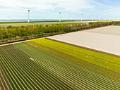 Aerial view of flowering tulip fields and wind farm, Flevoland, Netherlands.