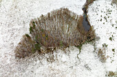 Aerial view of trees in nature area Witte Veen covered with snow, Twente, Overijssel, Netherlands.