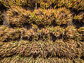 Aerial view of Aloe Vera fields in Fuerteventura in Canary Islands.