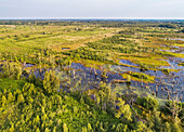 Luftaufnahme von ertrunkenen Bäumen, Naturschutzgebiet Amtsvenn (Aamsveen), Ahaus, Nordrhein-Westfalen, Deutschland (aus den Niederlanden fotografiert)