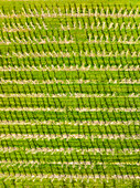 Abstract aerial view, straight down, of flowering fruit orchards, Betuwe, Gelderland, Netherlands.