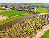 Aerial view of pollarded willows, river Linge and mill, Marienwaerdt, Betuwe, Gelderland, Netherlands.