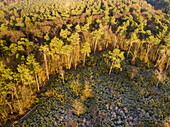 Aerial view of border between forest and open field with frost during winter, Amerongse Berg, national park Utrechtse Heuvelrug, Utrecht, Netherlands.