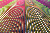 Abstract aerial view of rows of cultivated tulips in a flower field during springtime, Flevoland, Netherlands.