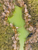 Aerial down view of small lake with duckweed in willow forest Molenven, Saasveld, Twente, Netherlands.