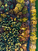 Aerial view of an autumn forest and road with warning sign for cyclists, Annendaalsbos, Maria Hoop, Echt-Susteren, Limburg, Netherlands.