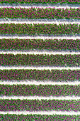 Aerial view of rows of cultivated tulips in a flower field during springtime, Flevoland, Netherlands.