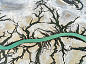 Aerial view of meandering river delta with winding tree branches and sand patterns, Accident Inlet, Gulf of Carpentaria, Karumba, Australia.