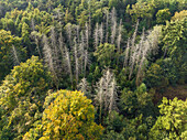 Aerial view of dead firs in forest Bergherbos, Beek, Montferland, Gelderland, Netherlands.