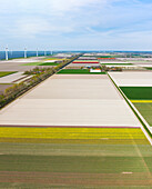 Aerial view of flowering tulip fields, farmland and wind farm, Noordoostpolder, Flevoland, Netherlands.
