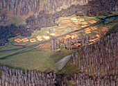 Luftaufnahme von schönen Birken und Feldern in einer ländlichen Landschaft, Republik Baschkortostan, Russland.
