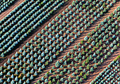 Aerial view of a beautiful plant nursery with rows of trees and patterns in the landscape, Laishevsky district, Tatarstan Republic, Russia.