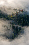 Aerial view of morning mist over a serene forest with lush trees and fog, Karelia Republic, Russia.