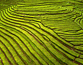 Aerial drone view of a tea plantation on a hill, forming lines and shapes, Gorreana Tea Factory, Sao Bras, Maia, Azores, Portugal.